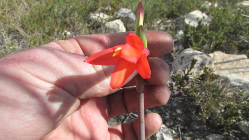 Cyrtanthus fergusoniae, photographed by James Deacon