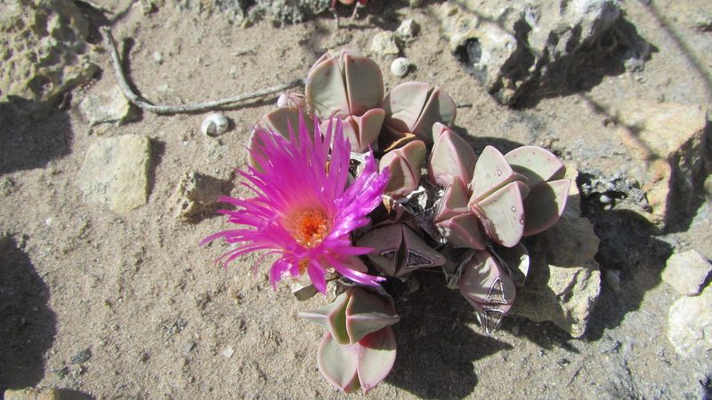 Braunsia vanrensburgii, photographed by James Deacon