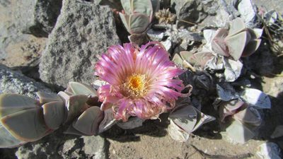 Braunsia vanrensburgii, photographed by James Deacon