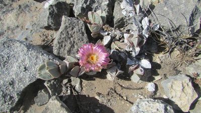 Braunsia vanrensburgii, photographed by James Deacon
