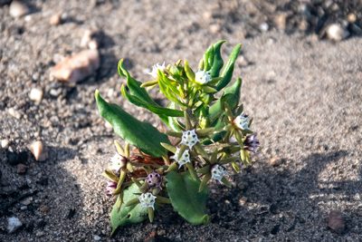 Aspidoglossum heterophyllum, photographed by magriet b