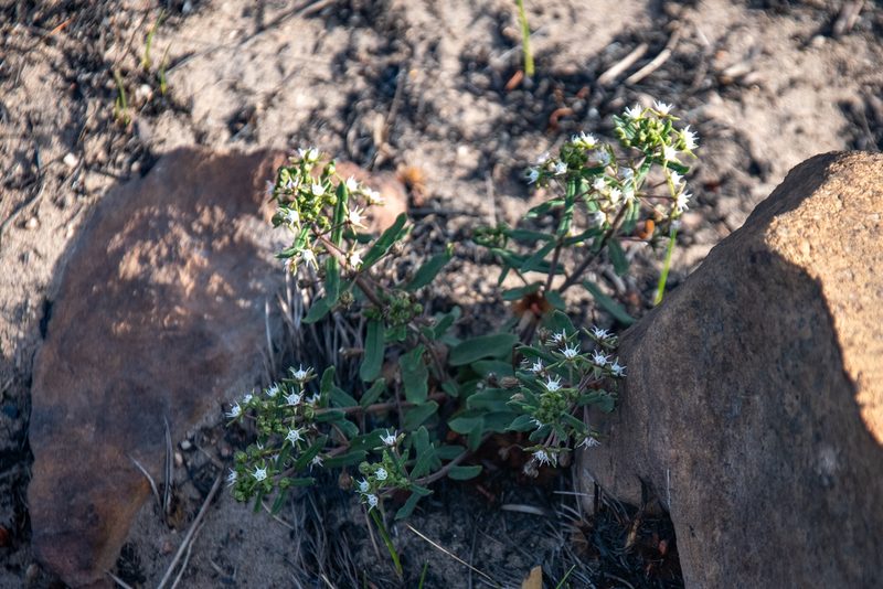 Aspidoglossum heterophyllum, photographed by magriet b