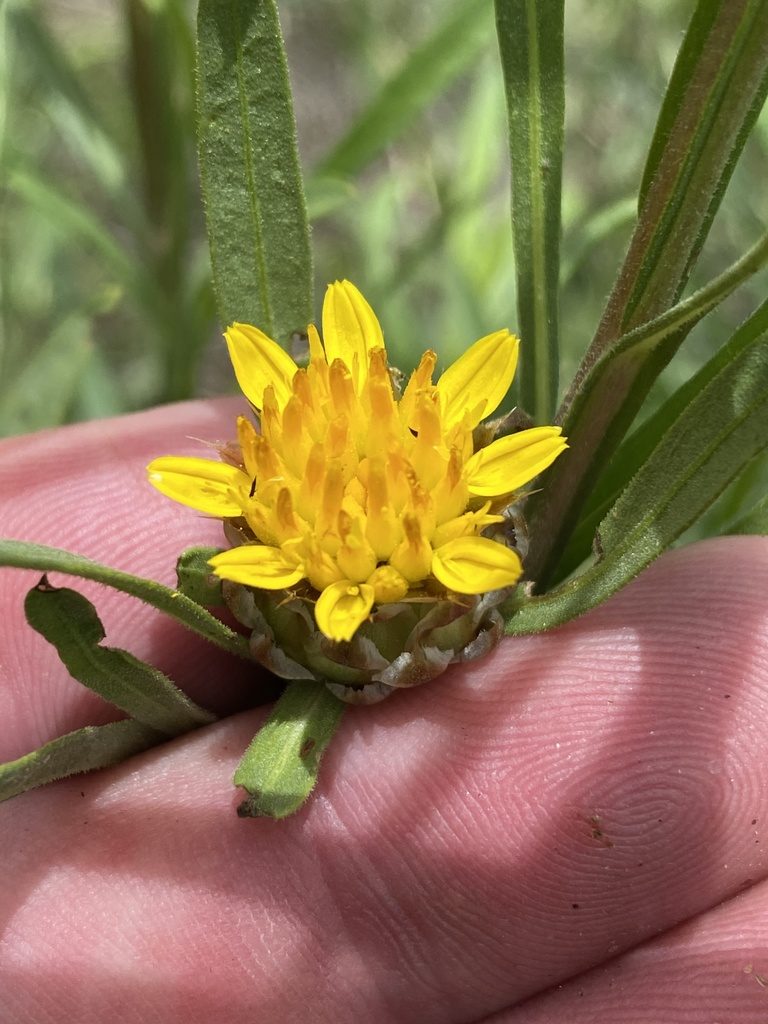 Ondetia linearis, photographed by Dave U