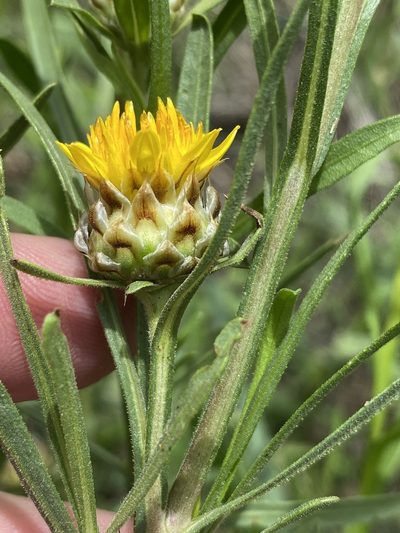 Ondetia linearis, photographed by Dave U
