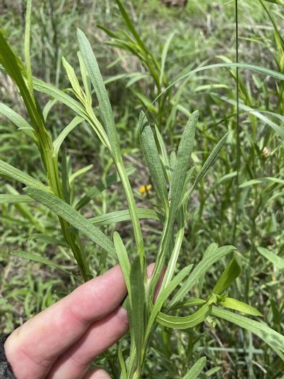 Ondetia linearis, photographed by Dave U