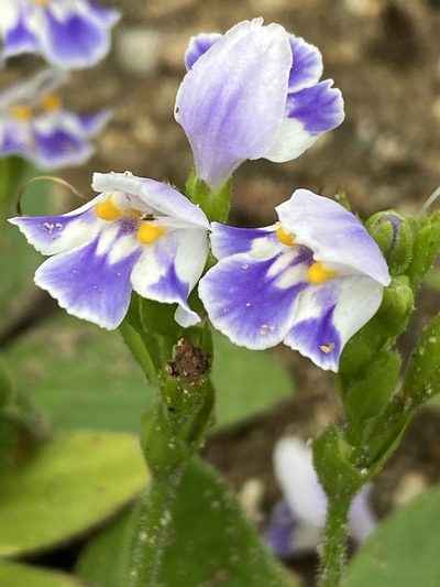Craterostigma plantagineum, photographed by Dave U