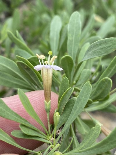 Lycium bosciifolium, photographed by Dave U