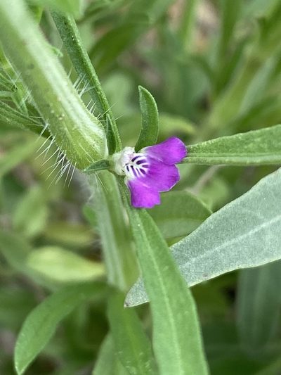 Pogonospermum divaricatum, photographed by Dave U