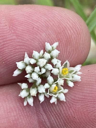 Limeum sulcatum, photographed by Dave U