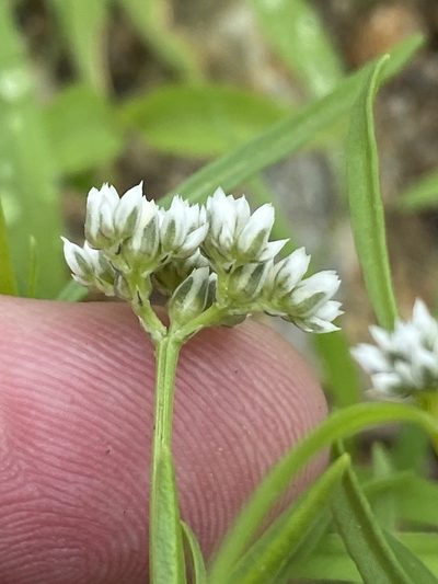 Limeum sulcatum, photographed by Dave U