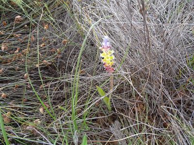 Lachenalia membranacea, photographed by Peter Warren