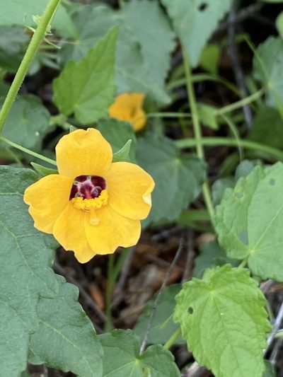 Pavonia procumbens, photographed by Dave U