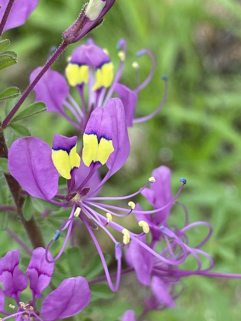Cleome elegantissima, photographed by Dave U