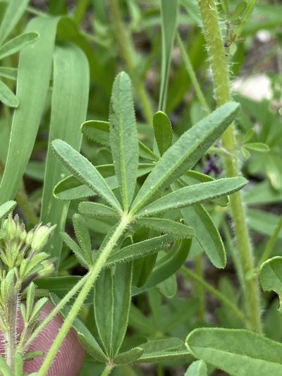 Cleome elegantissima, photographed by Dave U