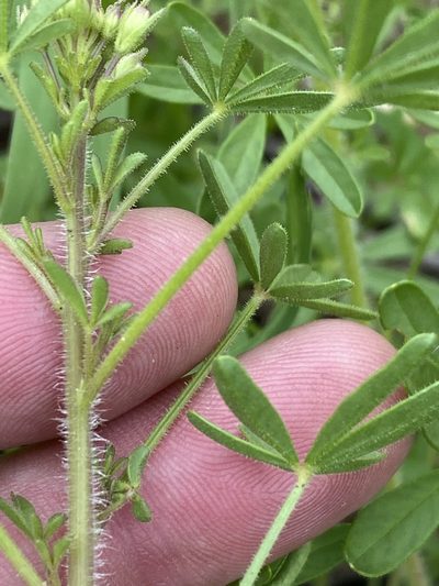 Cleome elegantissima, photographed by Dave U