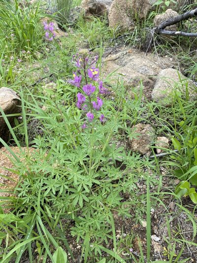 Cleome elegantissima, photographed by Dave U