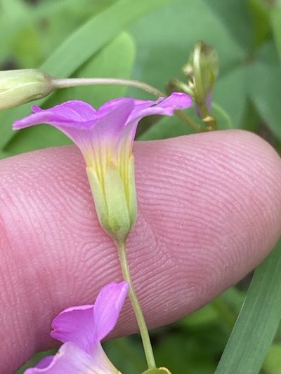 Oxalis purpurascens, photographed by Dave U