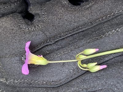 Oxalis purpurascens, photographed by Dave U