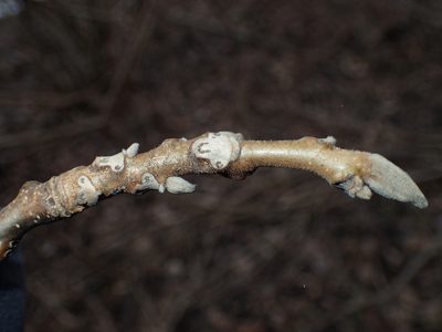 Juglans cinerea, photographed by John Baur