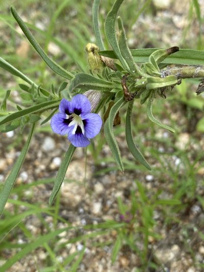 Aptosimum arenarium, photographed by Dave U