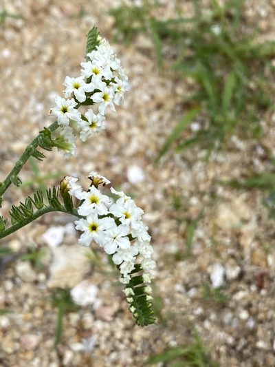 Heliotropium steudneri, photographed by Dave U