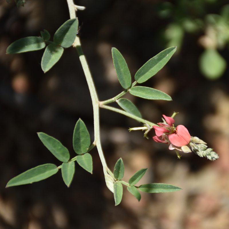 Indigofera disticha, photographed by Andrew Gillespie