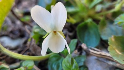 Viola alba, photographed by Juan José de Haro