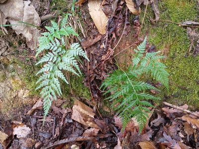 Asplenium onopteris, photographed by Josep Gesti