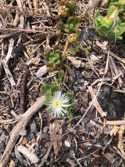 Mesembryanthemum paulum, photographed by Charleen Brunke