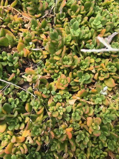 Mesembryanthemum paulum, photographed by Charleen Brunke