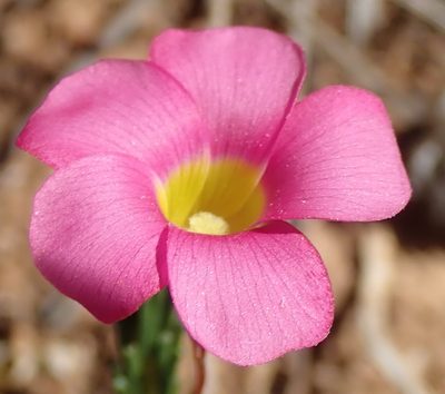 Oxalis confertifolia, photographed by Nicola van Berkel
