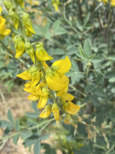 Crotalaria argyraea, photographed by Dave U