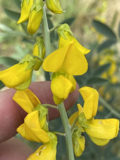 Crotalaria argyraea, photographed by Dave U