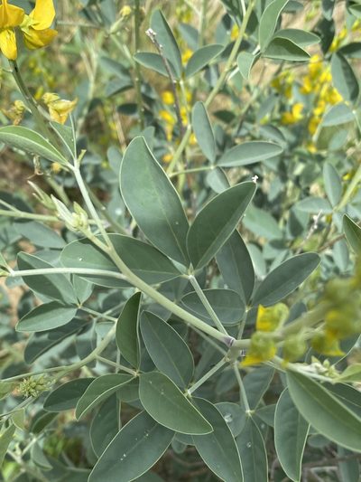 Crotalaria argyraea, photographed by Dave U