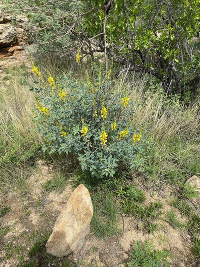 Crotalaria argyraea, photographed by Dave U