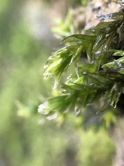 Cinclidotus fontinaloides, photographed by Young Jun Lee