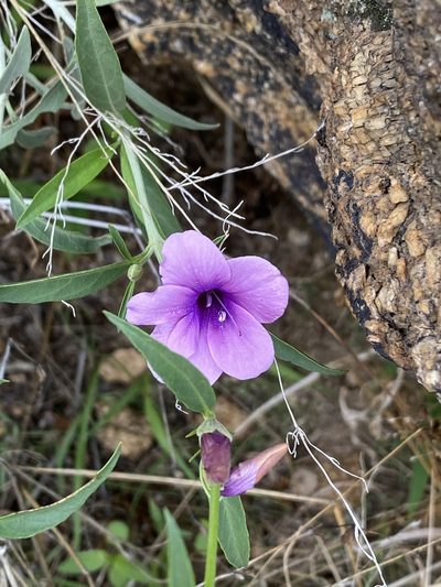 Barleria lancifolia, photographed by Dave U