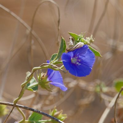 Jacquemontia abutiloides, photographed by Bill Levine