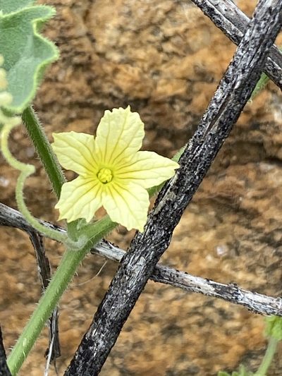 Cucumis sagittatus, photographed by Dave U