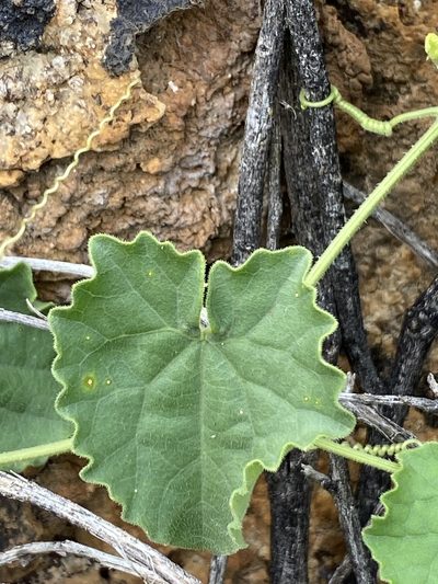 Cucumis sagittatus, photographed by Dave U