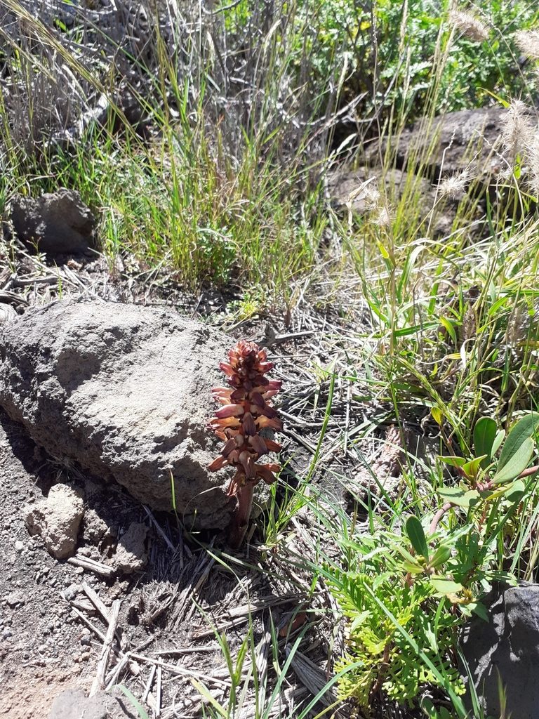 Orobanche cernua, photographed by Paul Kirkland and Kay Taylor