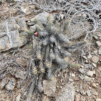 Echinocereus brandegeei, photographed by Bill Levine