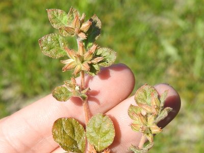 Glinus radiatus, photographed by Sam Kieschnick