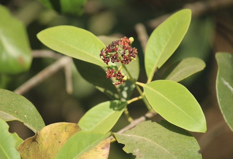 Santalum album, photographed by Haneesh K M