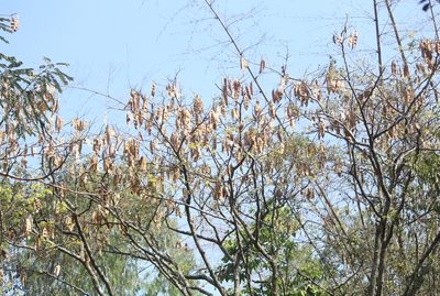 Albizia lebbeck, photographed by Haneesh K M