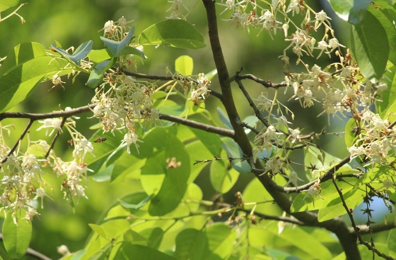 Anthoshorea roxburghii, photographed by Haneesh K M