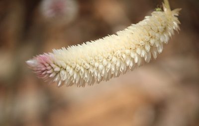 Celosia argentea, photographed by Haneesh K M