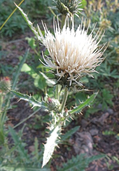 Cirsium inamoenum, photographed by Wendy McCrady