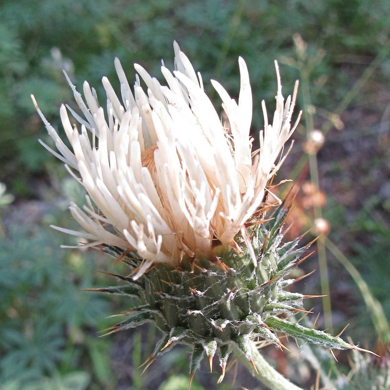 Cirsium inamoenum, photographed by Wendy McCrady