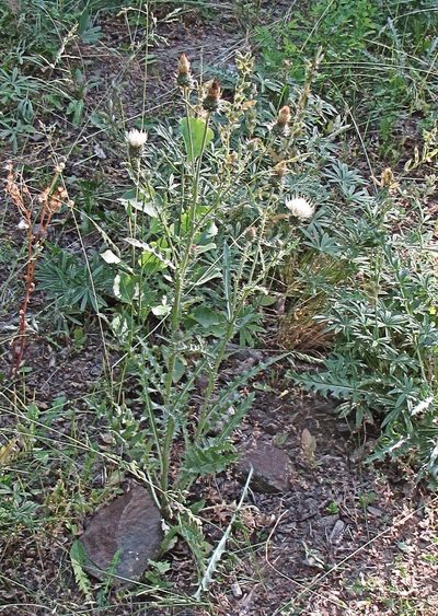 Cirsium inamoenum, photographed by Wendy McCrady